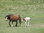 SX14241 Horse and white foal.jpg